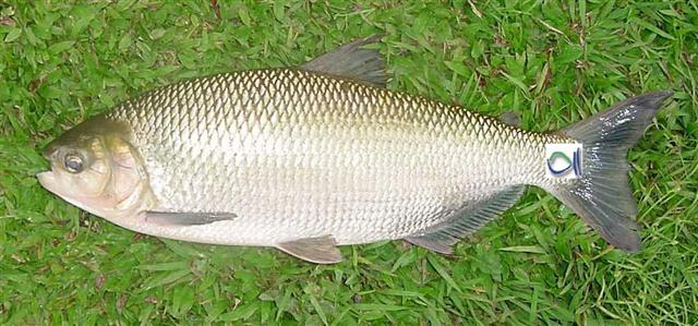 Brycon amazonicus (Spix & Agassiz, 1829)